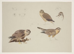 ハリアーとラフ、1915年頃（紙に鉛筆の上に水彩とボディカラーを使用 作： Archibald Thorburn