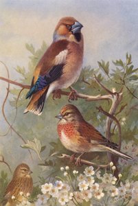 カワラヒワ、リネット（オス、メス）（カラーリトグラフ） 作： Archibald Thorburn