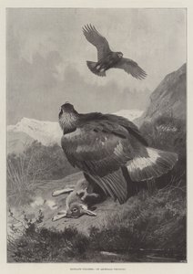 ハイランドポーチャーズ 作： Archibald Thorburn