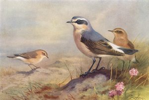 イザベリン・ホイートアー、ホイートアー（オスとメス）（カラーリトグラフ） 作： Archibald Thorburn