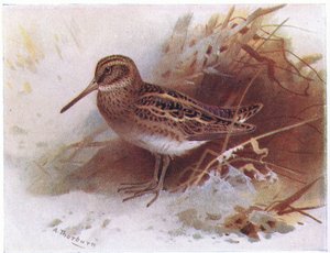 英国の島とその卵の鳥からのジャックスナイプ、フレデリックワーン＆Co Ltdによって発行された、1958