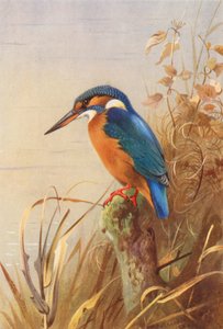カワセミ（カラーリトグラフ） 作： Archibald Thorburn