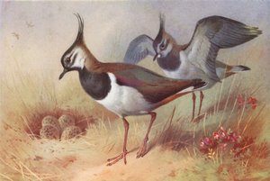 ハシボソガラス（オス・メス）（カラーリトグラフ） 作： Archibald Thorburn