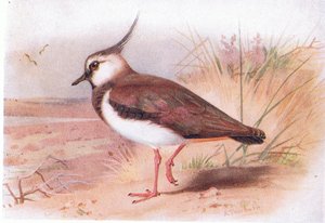 Lapwing、Birds of the British Islands and their EggsからFrederick Warne＆Co Ltdによって発行された、1958
