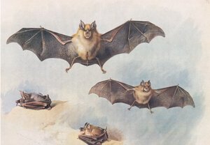 ロングマンズアンドカンパニー発行のThorburns哺乳動物からの小馬蹄コウモリと大馬蹄コウモリc。 1920年 作： Archibald Thorburn