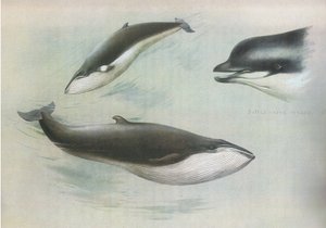 Lessor Rorqual and Rudolphs Rorqual、from Thorburns Mammals published by Longmans and Co、c。 1920年 作： Archibald Thorburn