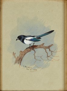 枝のカササギ (インクと水彩) 作： Archibald Thorburn