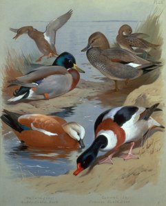マガモ、ガドウェル、ルディ・シェルダック (水彩) 作： Archibald Thorburn