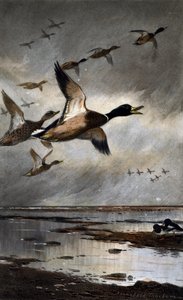 飛行中のマガモ 作： Archibald Thorburn