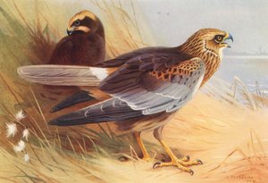 マーシュ・ハリアー（カラーリトグラフ） 作： Archibald Thorburn