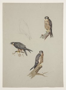 マーリン・オス 1915年頃（紙に鉛筆の上に水彩とボディカラーを重ねたもの 作： Archibald Thorburn