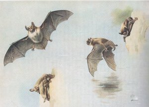 ロングマンズ社が発行したソーバーンズ哺乳類のナターズバットとドーベントンバットc。 1920年 作： Archibald Thorburn
