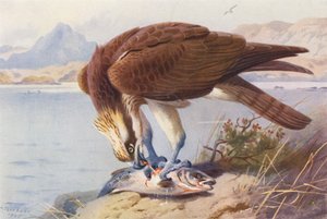 オスプレイ（カラーリトグラフ） 作： Archibald Thorburn
