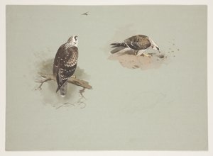 ペール・ハニー・バザード 1915年頃（紙に鉛筆の上に水彩とボディカラーを使用 作： Archibald Thorburn