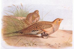 英国の島とその卵の鳥からのパラス砂ライチョウ、1958年フレデリックウォーン＆Co Ltd