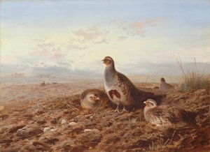 無精ひげの中のヤマウズラ 作： Archibald Thorburn