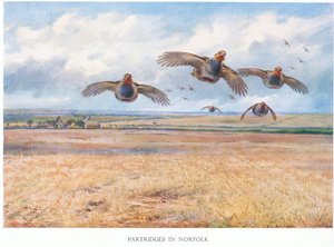 ノーフォークのパトリッジ、1938 作： Archibald Thorburn