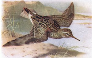 イギリスの島の鳥とその卵からの胸のシギ