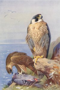 ペレグリン・ファルコン（カラーリトグラフ） 作： Archibald Thorburn