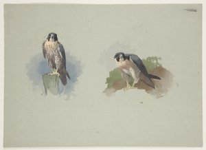 ペレグリン・ファルコン（雄） 1915年頃（紙に鉛筆の上に水彩とボディカラーを使用 作： Archibald Thorburn