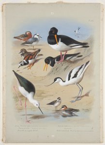 Phaleropes, oystercatcher, avocet, turnstone and stilt, c.1915 (watercolor & bodycolour with gum arabic over the pencil on board) 作： Archibald Thorburn