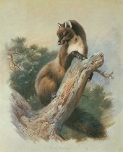 パインマーチン 作： Archibald Thorburn