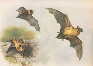 LongmansとCoによって発行されたThorburns哺乳類からのPipistrelleまたはCommon Bat、c。 1920年 作： Archibald Thorburn