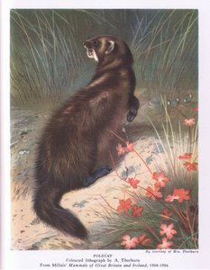 Polecat, Nature in Britain (Collins社) 作： Archibald Thorburn