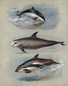 イルカ、リッソスグランパス、シロイルカ 作： Archibald Thorburn