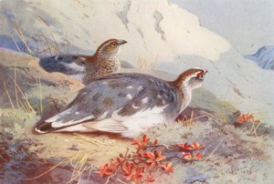 ライチョウ（オスとメス、秋）（カラーリトグラフ）