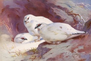 ライチョウ（オスとメス、冬）（カラーリトグラフ）
