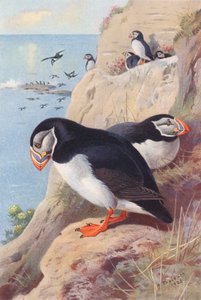 パフィン（カラーリトグラフ） 作： Archibald Thorburn