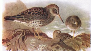 イギリス諸島の鳥とその卵の紫シギ