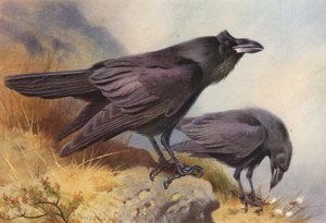 レイブン（カラーリトグラフ） 作： Archibald Thorburn