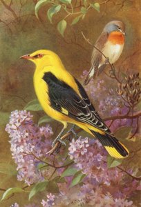 ルリビタキ、ゴールデン・オリオール（カラーリトグラフ） 作： Archibald Thorburn
