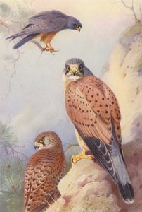 アカアシチョウゲンボウ、チョウゲンボウ（オス、メス）（カラーリトグラフ） 作： Archibald Thorburn