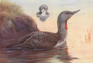アカトビダイバー（カラーリトグラフ） 作： Archibald Thorburn