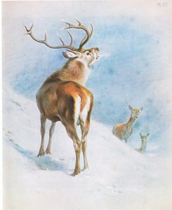 Red Deer, pub. by Book Club Associates 作： Archibald Thorburn