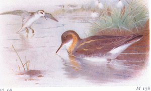イギリスの島の鳥とその卵からの赤首ファラロープ（夏と秋）、1958年フレデリックワーン＆カンパニー発行 作： Archibald Thorburn
