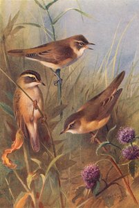 ヨシムシクイ、スゲムシクイ、マーシュムシクイ（カラーリトグラフ） 作： Archibald Thorburn