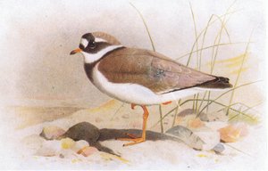 イギリス諸島の鳥とその卵からの環状プロバー