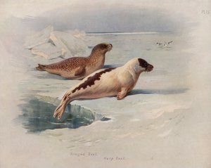 環状シール、ハープシール 作： Archibald Thorburn