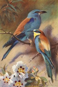 ローラー、ビーイーター（カラーリトグラフ） 作： Archibald Thorburn