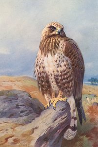 オオソリハシシギ（カラーリトグラフ） 作： Archibald Thorburn