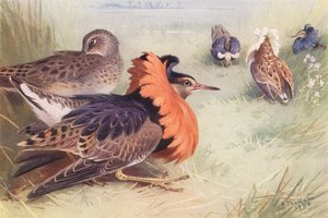 ラフ（オス4種、メス）（カラーリトグラフ） 作： Archibald Thorburn