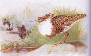英国諸島の鳥とその卵のラフとリーブス、フレデリックウォーン＆Co Ltdによって1958年に発行
