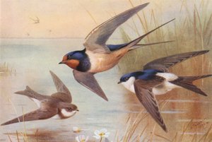 サンド・マーティン、スワロー、マーティン（カラーリトグラフ） 作： Archibald Thorburn