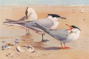 サンドイッチアジサシ（成鳥と幼鳥）、コアジサシ（カラーリトグラフ） 作： Archibald Thorburn