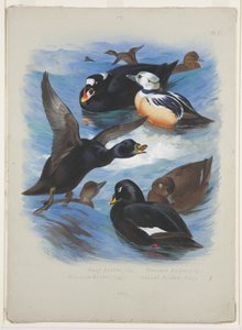 スコッターとステラーズアイダー、1915年頃（紙に鉛筆の上に水彩とボディカラーを使用 作： Archibald Thorburn