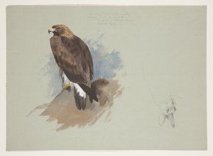 海鷲とウサギの鉛筆スケッチ、1915年頃（紙に鉛筆の上に水彩とボディカラーを使用 作： Archibald Thorburn